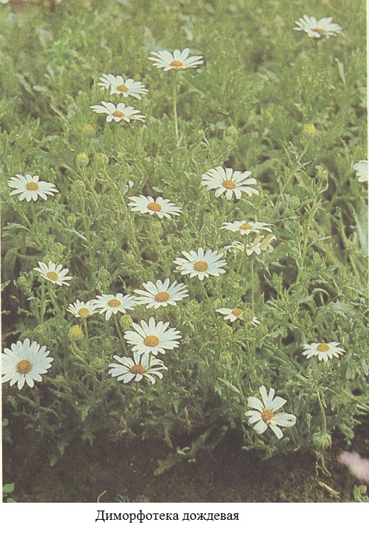 фото Диморфотека дождевая 